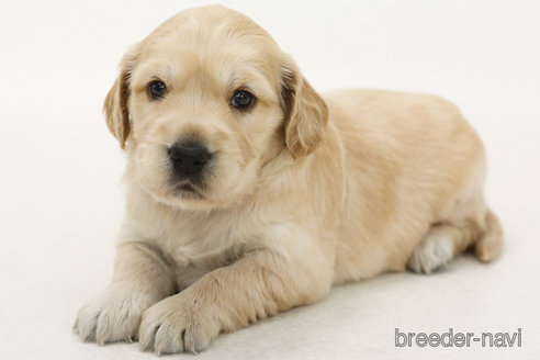 販売中の神奈川県のミックス犬-396407の1枚目